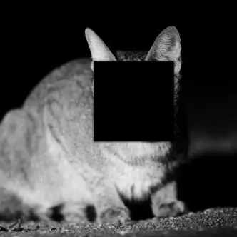 Profile image of Die Katze