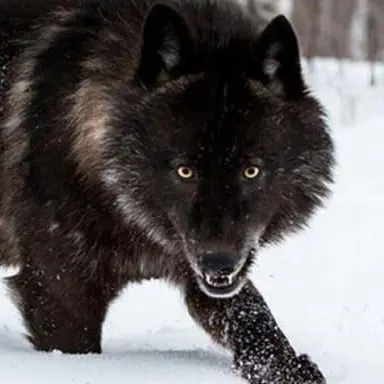 OutlawHyena1815의 Wolf pack