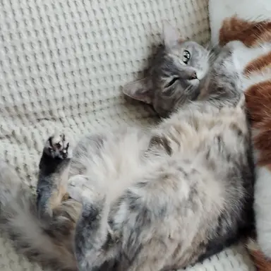 Profile image of チョコ