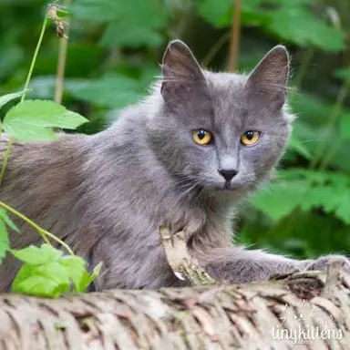 Profile image of Graystripe