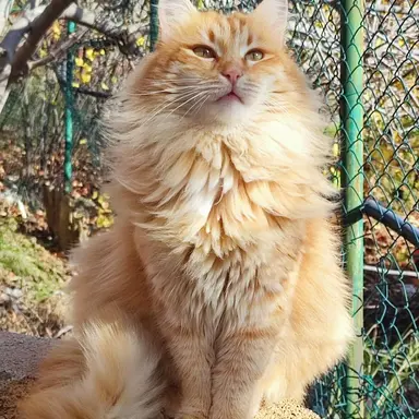 Profile image of Lionheart