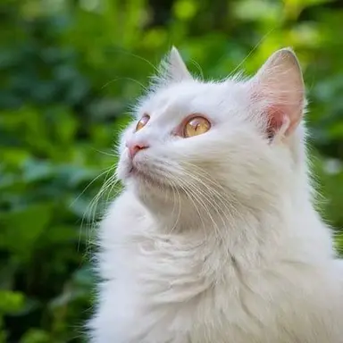Profile image of Whitestorm