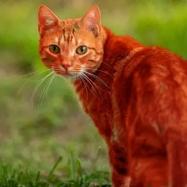 Profile image of Fireheart