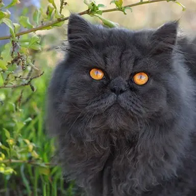 Profile image of Yellowfang