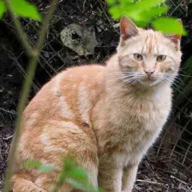 Profile image of Sandstorm
