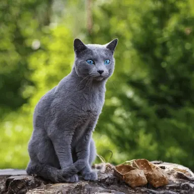 Profile image of Bluestar