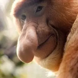 Profile image of 코주부 원숭이