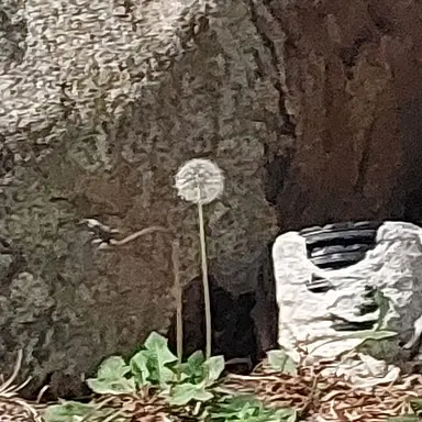 Profile image of 포세이큰-댄세