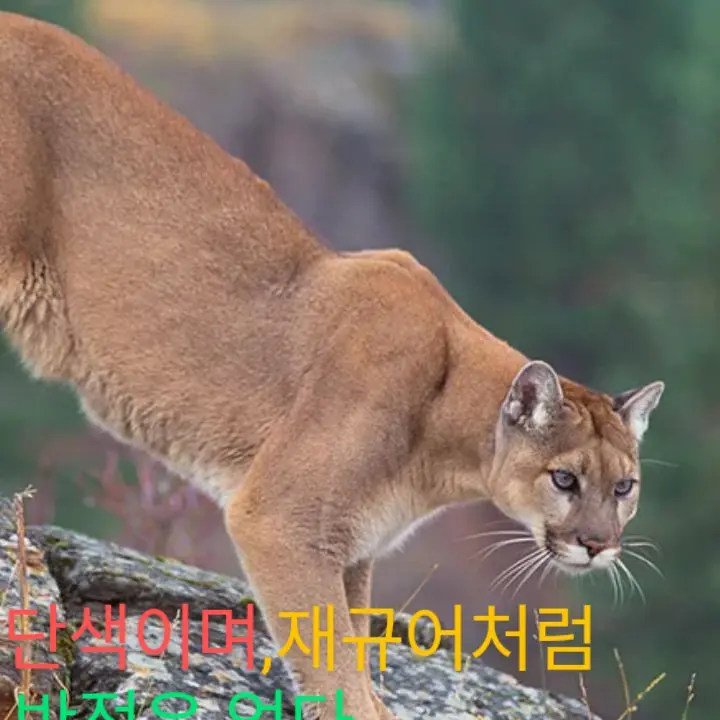 SnazzyLeech5461의 나는 퓨마를 LOVE합니다