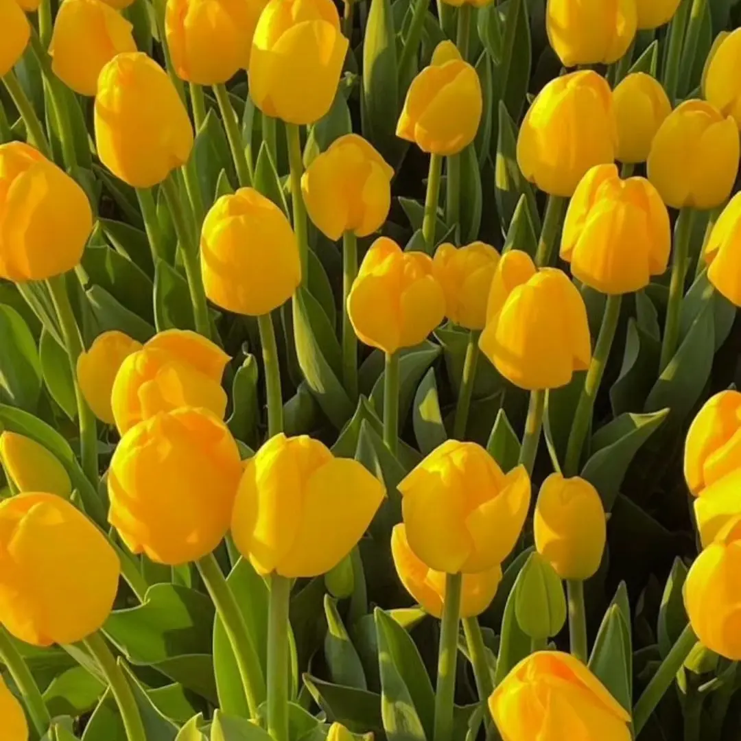 PainedVale5164의 바일러