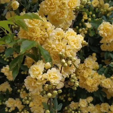 Profile image of 쪼만