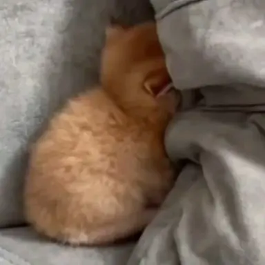 Profile image of ゆうし