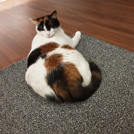 초코