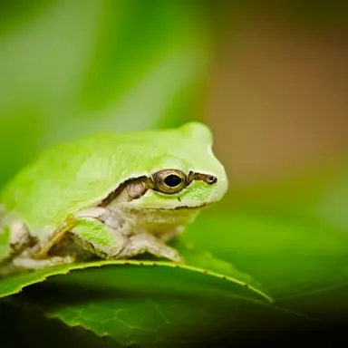 Profile image of Frog Folk