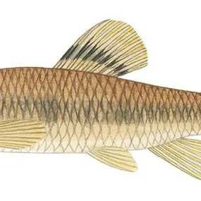 Profile image of 새미