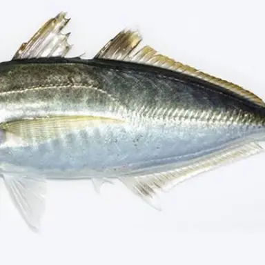 Profile image of アジ
