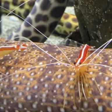 Profile image of アカシマシラヒゲエビ