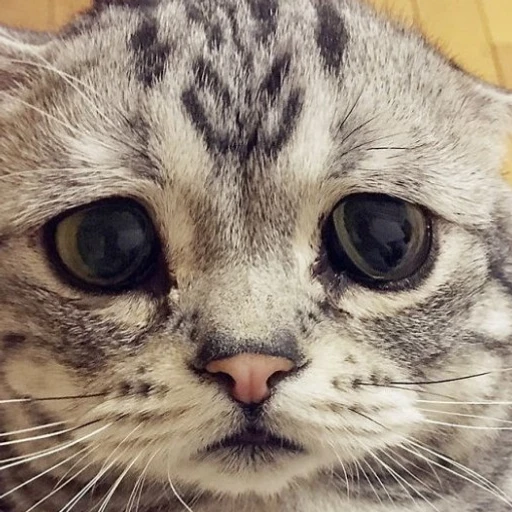사연풀어 드림