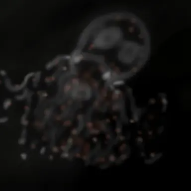 Profile image of Squishy