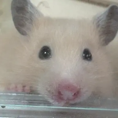 Profile image of やっほー