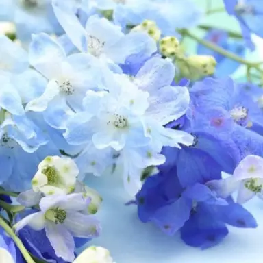 Profile image of 渡辺翔太