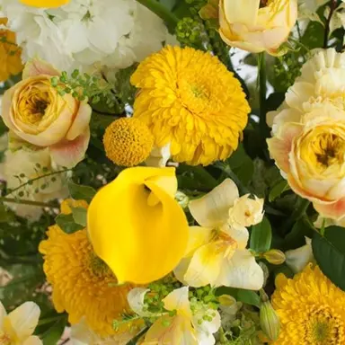 Profile image of 岩本照