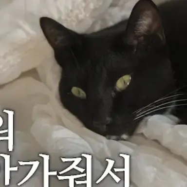 Profile image of 투리