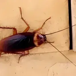 Profile image of Gregor