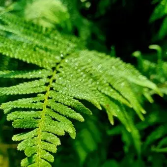 Profile image of 공룡