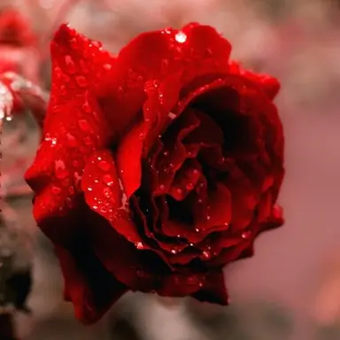 Profile image of 라더