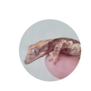 Profile image of 닌냥