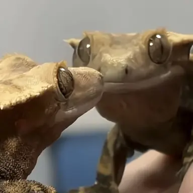 Profile image of 여우