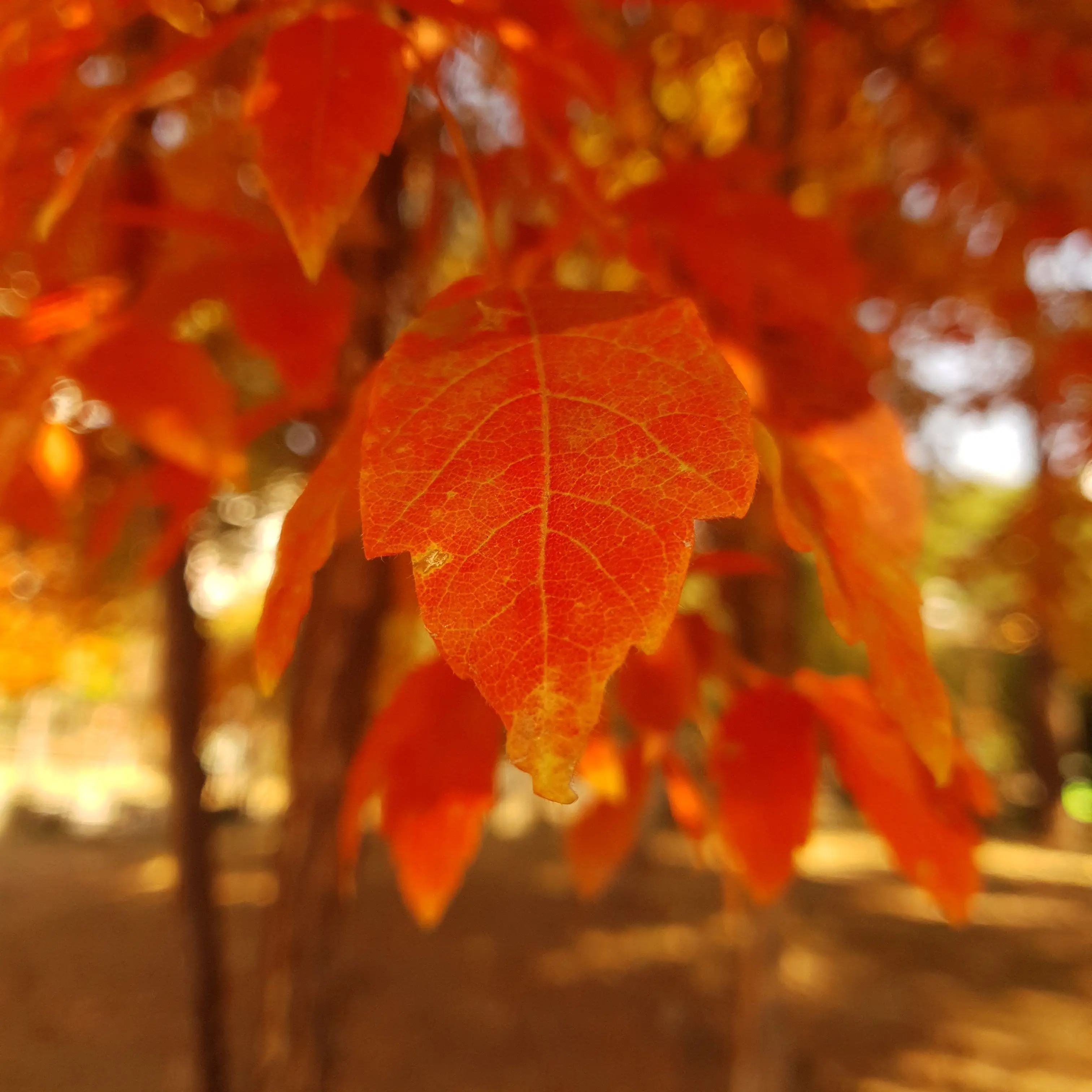 Vwyevwueidhysishw의 어몽어스 -픽셀리편-