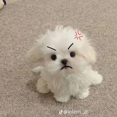 Profile image of 이정현