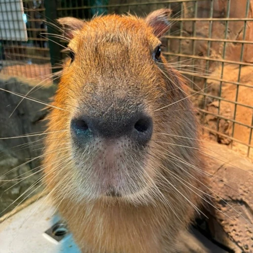 카피바라
