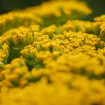 Profile image of 에드아르도 데세르트