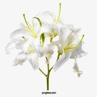 Profile image of 데온 하르트