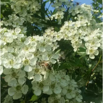 Profile image of 크루엘 하르트