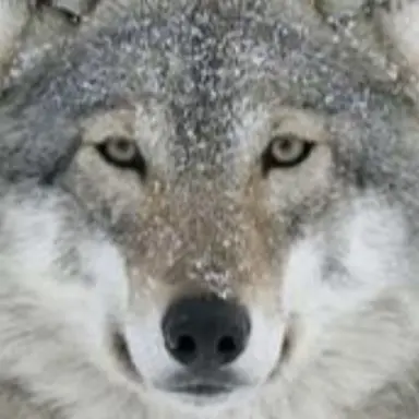 Profile image of 늑대