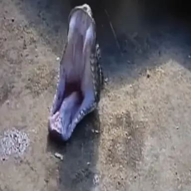 Profile image of 머리 잘린 뱀