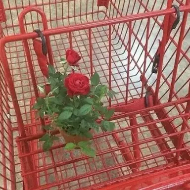 Profile image of 라더