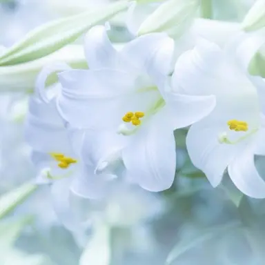 Profile image of 霧島零