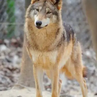Profile image of 늑대