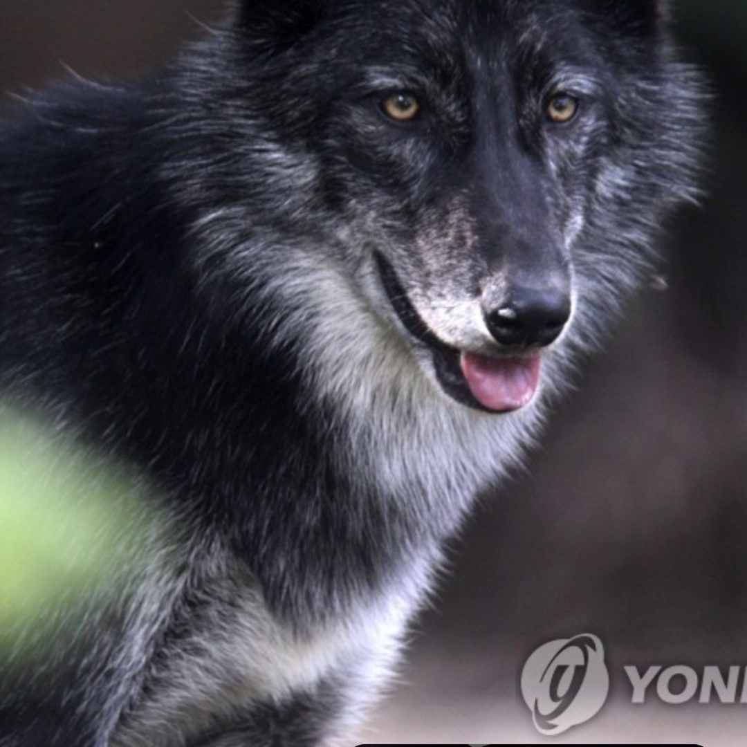 초이동 여우와 늑대 추가 버전!! 대표 이미지