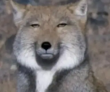 Profile image of 狼