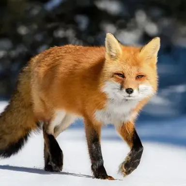 Profile image of 여우