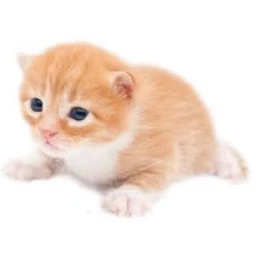ゲイリー