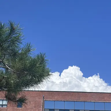 Profile image of 니노 선데이