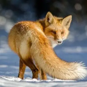 Profile image of 이여우