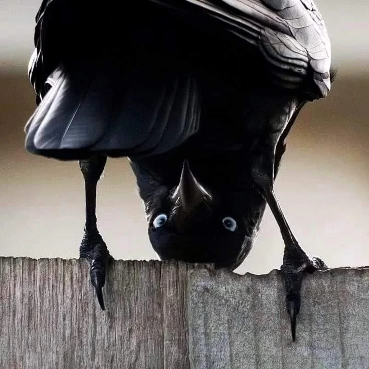 블랙